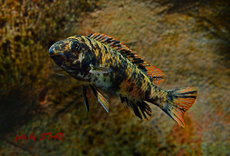 Labeotropheus trewavasae 'Makankha Reef'